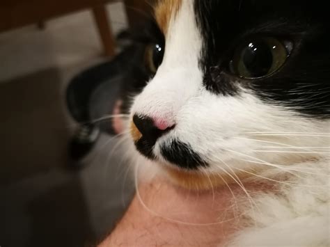Red Bump On Cats Nose