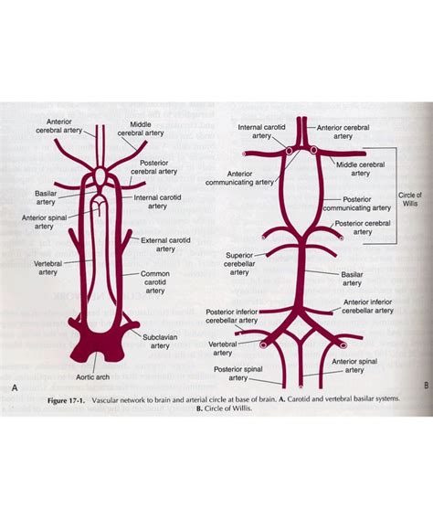Anterior And Posterior Spinal Arteries Bloedvaten