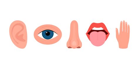 Five Senses Hearing Vision Smell Taste Touch Ear Eye Nose