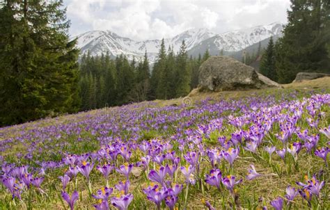 Beautiful Meadow With Blooming Purple Crocuses On Snowcaped Mountains