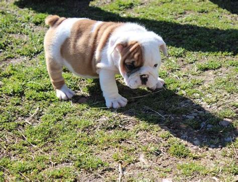 Free classified ads for free pets to good home and everything else in illinois. Cute English Bulldog Puppies For Adoption for Sale in ...