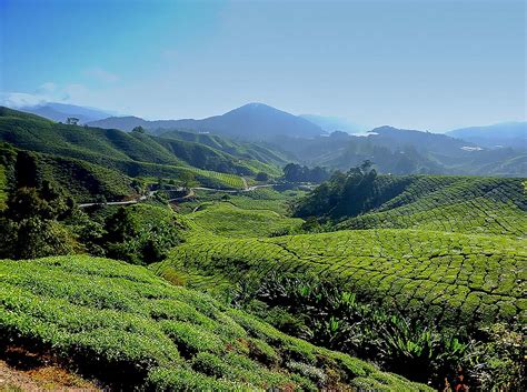 Rain is common all the year round even though the monsoon season is between november and february. Valley of Tea Plantations in the Cameron Highlands in ...