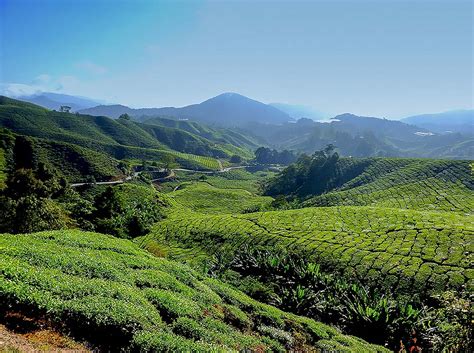 We did not find results for: Valley of Tea Plantations in the Cameron Highlands in ...