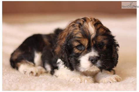 Cocker spaniel puppy for sale near florida, kissimmee, usa. Dogs and Puppies for Sale and Adoption | Oodle Marketplace