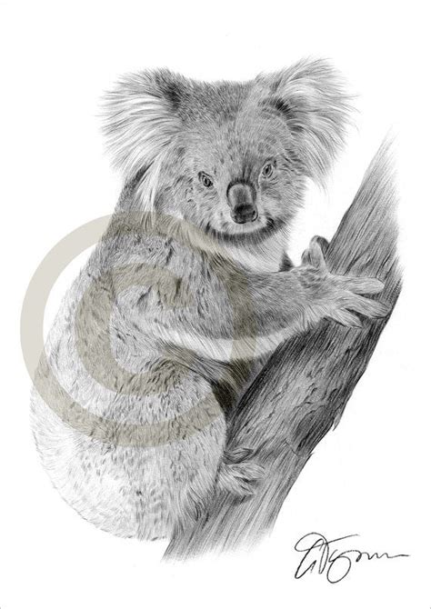 Koala Bear Pencil Drawing Print Animal Art Artwork Signed Etsy