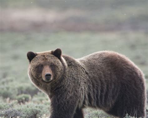 Grizzly Bear In Yellowstone National Park Stock Photo Image Of Nature