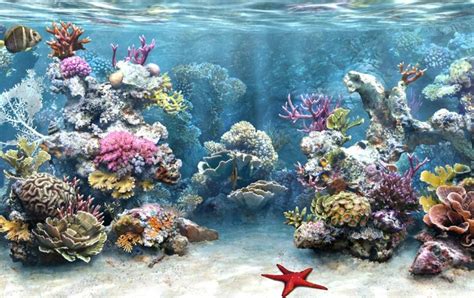 Colorful Coral Reef Tank Wallpaper Aquarium Screensaver Aquarium