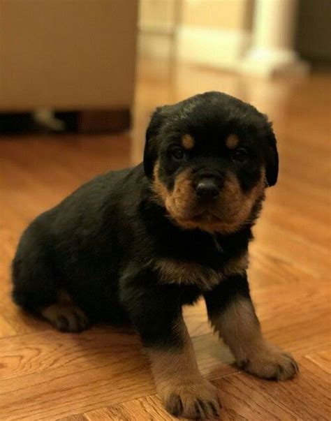 We are a rottweiler breeder directory that shares rottweiler news, stories, and pictures. Rottweiler Puppies For Sale | Virginia Beach, VA #272775