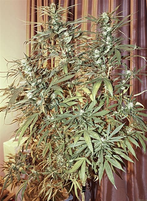 Establishing the sensi seed club in 1985 enabled him to share his success with fellow enthusiasts. Galería de Variedades: Big Bud (Sensi Seeds) PIC ...