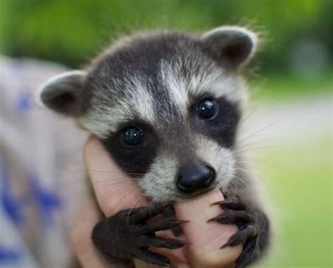 Infant Raccoon Ifttt2tvadm1 Animals Cute Animals Baby Raccoon