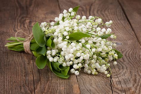 Vous pouvez aussi les utiliser comme modèles pour les dessiner. Porte Bonheur Images Bouquet De Muguet Gratuites Avec Une ...