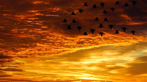 3840x2160 Wallpaper Sunset Clouds Birds Evening Sky Sunset