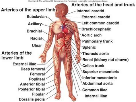 In arteries, the blood is pumped under pressure from the heart. Blood Vessels and Circulation - The human body