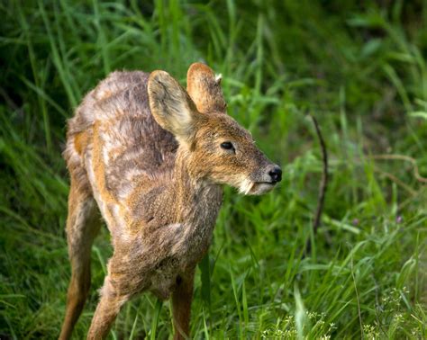 Wild Vampire Deer Siberian Musk Deer In Korea By Ironpaw On Deviantart