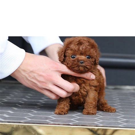 Poodle Puppies For Sale Houston TX Poodle Puppies For Sale Teacup