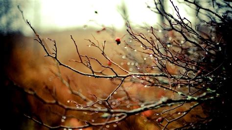 Nature Autumn Season Rain Branches Drops Wallpaper