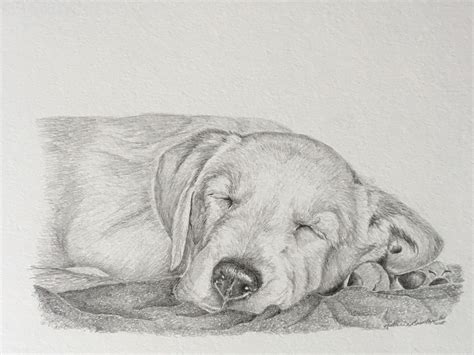 Labrador Retriever Puppy Pencil Drawing Retriever Puppy Labrador