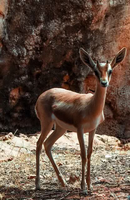 Top 10 Amazingly Adaptive Sahara Desert Animals The Mysterious World