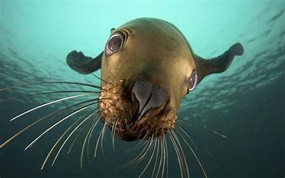 Underwater Animals Sea Seals Seal Nature Wallpapers