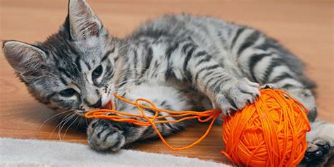 Cuma ane lebih demen melihara kucing lokal. 6 Alasan Kenapa Kucing Tidak Mau Makan dan Cara ...