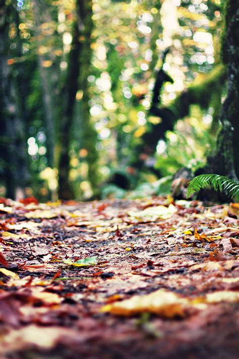 Fall Hike Picsart Background Studio Background Images Love Background
