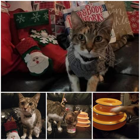 Look At What Santa Brought Her Cats