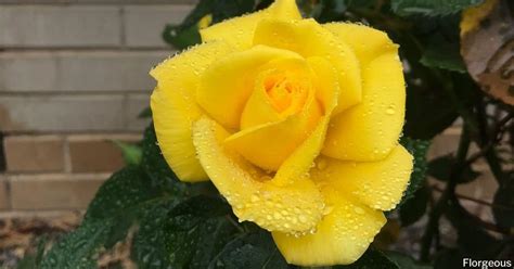 Yellow Roses Meaning Symbolism And Varieties To Grow Florgeous