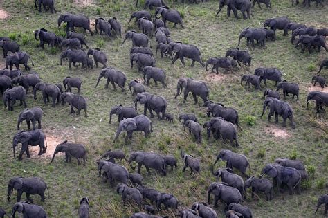 Garamba National Park Drc Wild Safari Guide