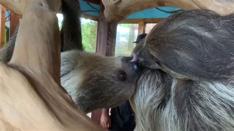 Our Amazing Sloth Kissing Each Other Youtube