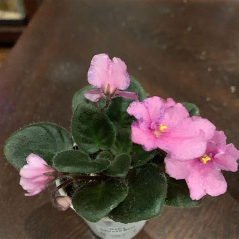 Robs Calypso Beat Semi Miniature African Violets African Violets
