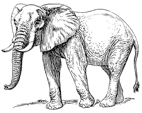 Simple Line Drawing Of Elephant Yahoo Image Search Results Elephant