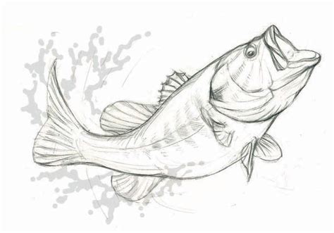 Underwater Largemouth Bass Drawing Fish Print Largemouth Bass