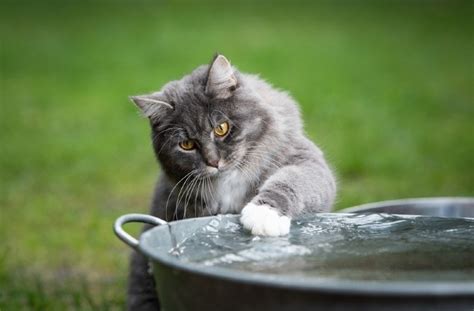 10 Cat Breeds That Love Water With Pictures