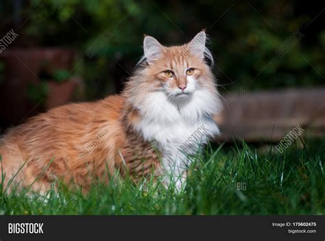 Red Norwegian Forest Image And Photo Free Trial Bigstock