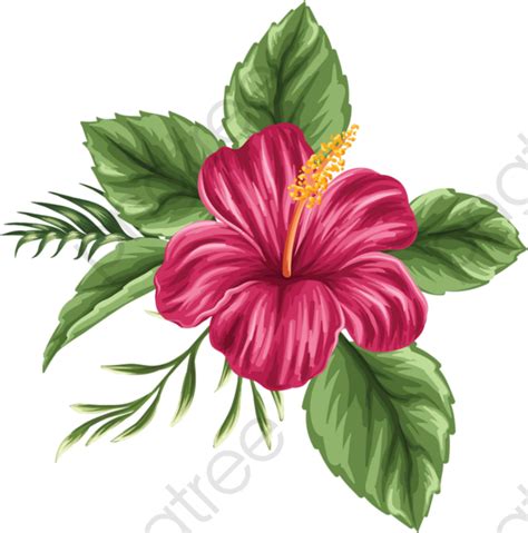 Hibiscus Flower Pictures Clip Art 10 Free Cliparts Download Images On