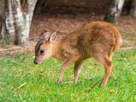 Muntjac Deer The British Deer Society