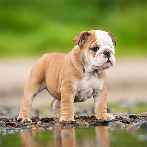 1 English Bulldog Puppies For Sale In Texas