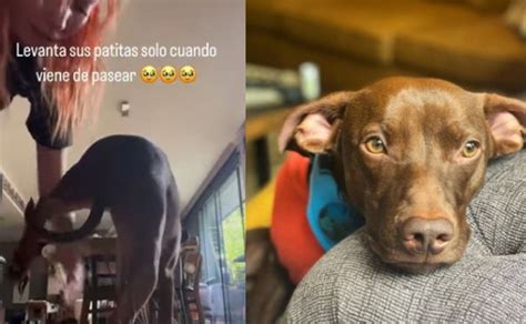 VIDEO Perrito de Regina Blandón pide que le limpien sus patitas al