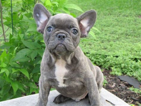 While the origins of the french bulldog may be murky, it is known for a fact that it was 1896 that they were first seen in the united states. French bulldog pup/Blue Brindle for Sale in Cibolo, Texas ...