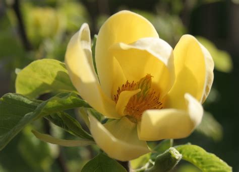 yellow magnolia | Yellow magnolia, Magnolia gardens, Magnolia