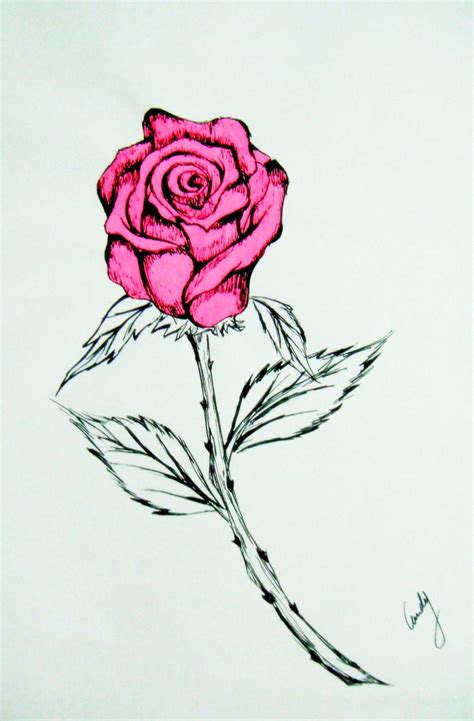 Pink Rose Drawing By Andy023 On Deviantart