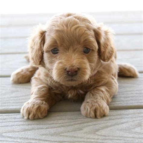 Mum is our much cherished family pet and dad is a kc registered, fully health tested fox red miniature poodle. Teacup Goldendoodles - Precious Doodle Dogs - Teacup ...