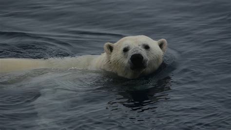 Polar Bear Swimming At Ice Edge Youtube