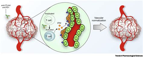 Tumor Vasculatures A New Target For Cancer Immunotherapy Trends In
