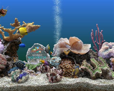 Saltwater Aquarium Screensaver Windows 7 2017 Fish Tank Maintenance