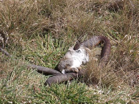 Serpente Che Mangia Un Coniglio - Tiger Snake Eats Rabbit Photograph by Alex Mortensen