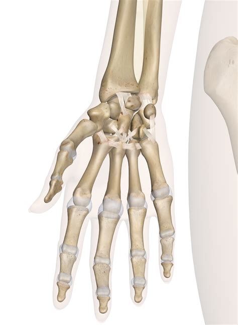 Hand And Wrist Anatomy Pictures And Information