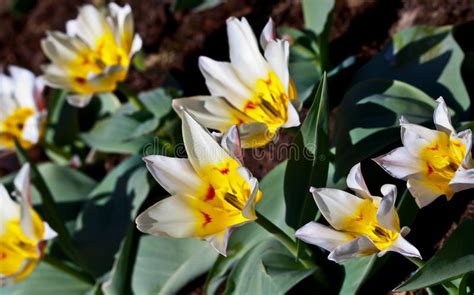 Inviare fiori bianchi è sempre la scelta giusta ! Tulipani Bianchi Con Un Centro Giallo Ed I Petali Aguzzi Fotografia Stock - Immagine di nero ...