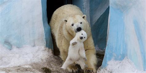 25 Of The Cutest Parenting Moments In The Animal Kingdom Bored Panda