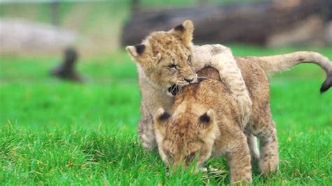 Adorable Lion Cubs Playing On Safari Youtube